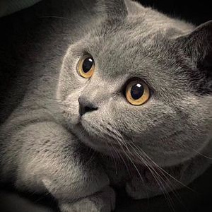 女被粗大的🐔巴捣出白浆口述
